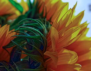 aspects of a sunflower