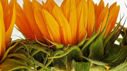 aspects of a sunflower