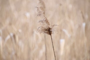 Close up of a wheat. Could be used as a background or a wallpaper.