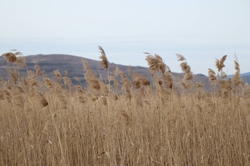 Rural scenery. Background of ripening ears of wheat field. Field landscape. Close up with a hill in the background