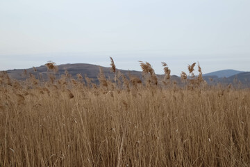Rural scenery. Background of ripening ears of wheat field. Field landscape.