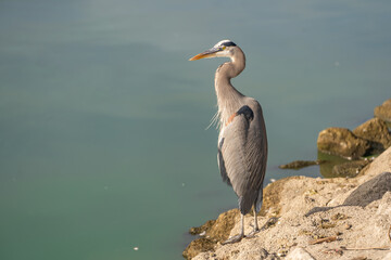 Great blue heron (Ardea cinerea) stands on the shore of the lake. Wildlife photography.