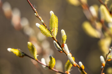 Willow branches with fluffy yellow buds in spring. Easter or spring background with flowering willow branches. 