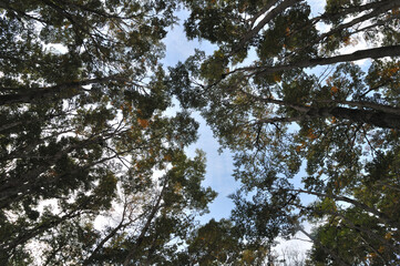 wide angle view of Nothofagus pumilio, the lenga beech
