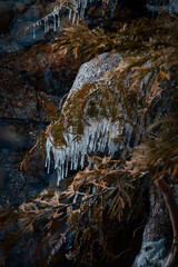 Icicles On A Tree