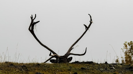 reindeer horns silhouette on light background