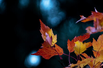 Fall Colors