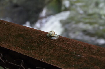鉄橋を渡るカタツムリ