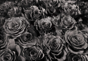  dark black roses. a lote of close-up roses.
