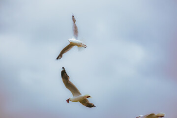 seagull in flight
