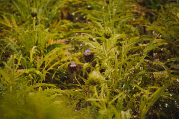Alcachofas en un valle de Peru