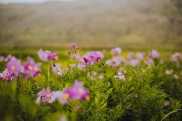 Flor de papa en un valle 