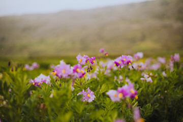 Flor de papa en un valle 