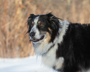 Closeup of the face of an 8 year old collie shepherd mix dog