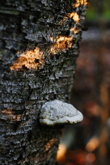 champignon sur un arbre