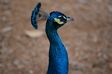 Obraz premium peacock head close up