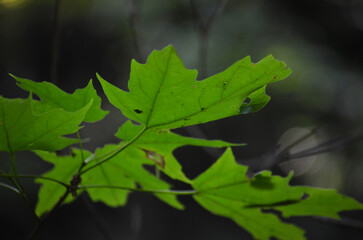leaves