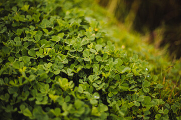 Varias hojas de Tr&eacute;bol en una huerta
