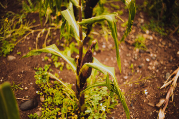 Planta de maíz antes de ser cosechada