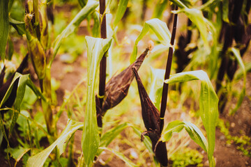 Planta de maíz antes de ser cosechada