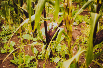 Planta de maíz antes de ser cosechada