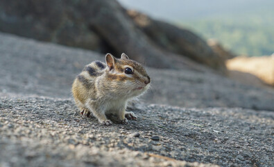 portrait of a funny chipmunk with with huge jowls