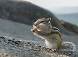 portrait of a funny chipmunk with with huge jowls