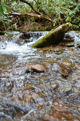 stream in the forest