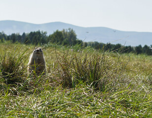 a cute gopher stands on its hind legs