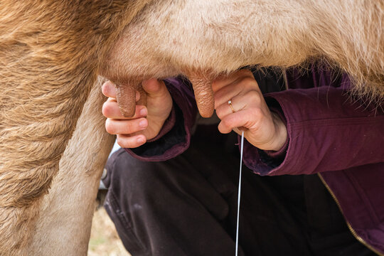 A millennial farmer milking her cow