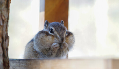 portrait of a funny chipmunk with with huge jowls