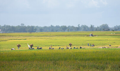 herd of cows