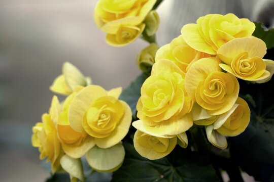begonia