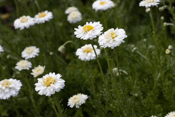 Chamaemelum nobilis plena - a medicinal plant belonging to the family of the Asteraceae