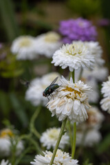 Chamaemelum nobilis plena - a medicinal plant belonging to the family of the Asteraceae