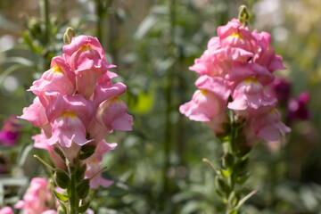 Antirrhinum majus It is native to the Mediterranean region, from Morocco and Portugal north to southern France, and east to Turkey and Syria. The common name "snapdragon"