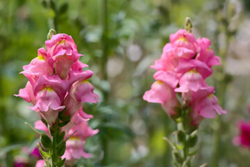 Antirrhinum majus It is native to the Mediterranean region, from Morocco and Portugal north to southern France, and east to Turkey and Syria. The common name "snapdragon"