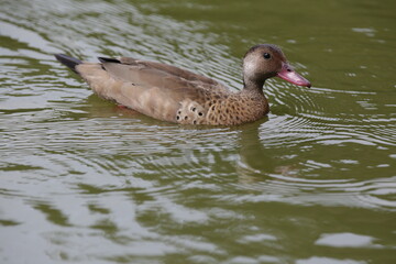 Lindo patos nandando na lagoa com fundo da natureza verde.