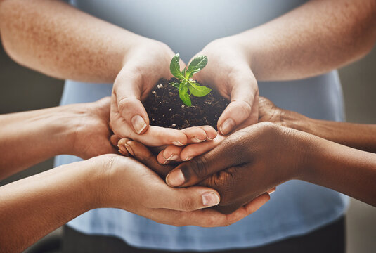 Growing a greener business. Shot of a group of hands holding a plant growing out of soil.