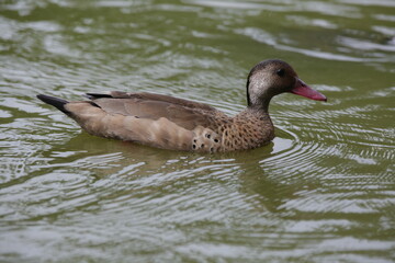 Lindo patos nandando na lagoa com fundo da natureza verde.