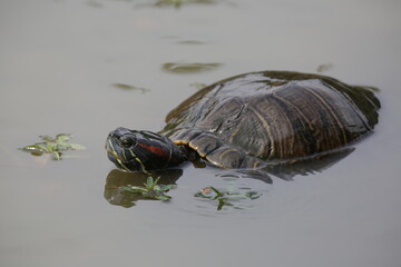 Tartaruga com cabe&ccedil;a para fora da lagoa linda com fundo a natureza.