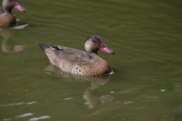 Lindo patos nandando na lagoa com fundo da natureza verde.