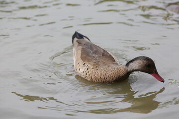Lindo patos nandando na lagoa com fundo da natureza verde.
