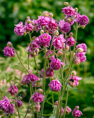 pink flowers in the garden
