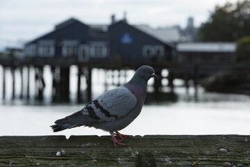 A pigeon resting on the railing of a wooden fishing dock in Tacoma, Washington.