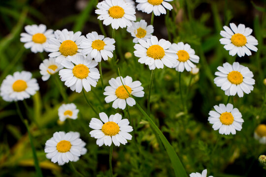 Chamomilla Bilder Durchsuchen 4,807 Archivfotos, und