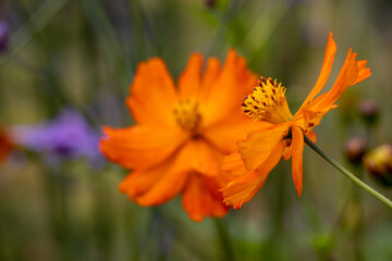 The yellow cosmos (Cosmos sulphureus) is an annual plant that offers magnificent yellow, orange or red flowers from July.
