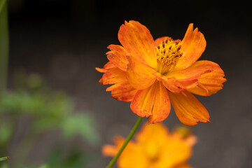 The yellow cosmos (Cosmos sulphureus) is an annual plant that offers magnificent yellow, orange or red flowers from July.