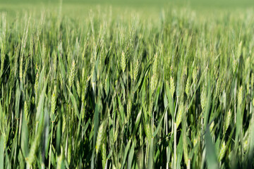green wheat field, green nature background, sunny day