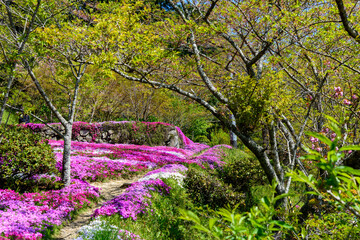 徳島の山の斜面に咲き誇る芝桜、広棚花の里